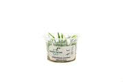 Helanthium Tenellum Aquatic Farmer Tissue Culture Aquatic Plant - Buce Plant