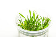 Helanthium Tenellum Aquatic Farmer Tissue Culture Aquatic Plant - Buce Plant