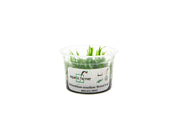 Helanthium Tenellum Broad Leaf Aquatic Farmer Tissue Culture Aquatic Plant - Buce Plant