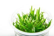 Helanthium Tenellum Broad Leaf Aquatic Farmer Tissue Culture Aquatic Plant - Buce Plant