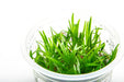Helanthium Tenellum Broad Leaf  Aquatic Farmer Tissue Culture - BucePlant.com