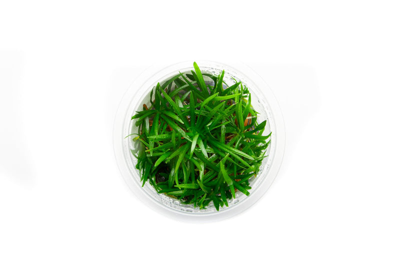Helanthium Tenellum Broad Leaf Aquatic Farmer Tissue Culture Aquatic Plant - Buce Plant