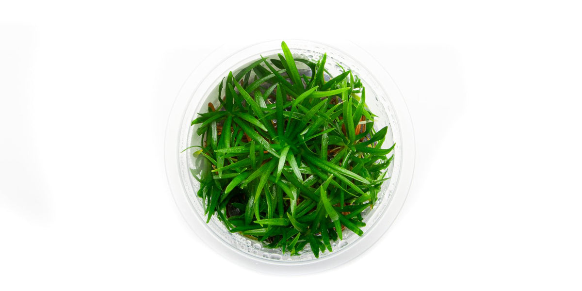 Helanthium Tenellum Broad Leaf Aquatic Farmer Tissue Culture — Buce Plant