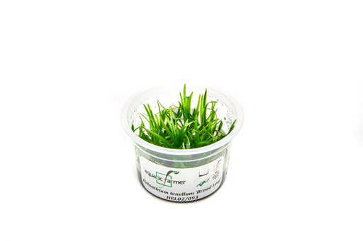 Helanthium Tenellum Broad Leaf  Aquatic Farmer Tissue Culture - BucePlant.com