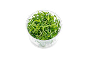 Helanthium Tenellum Broad Leaf UNS Tissue Culture Aquatic Plant - Buce Plant