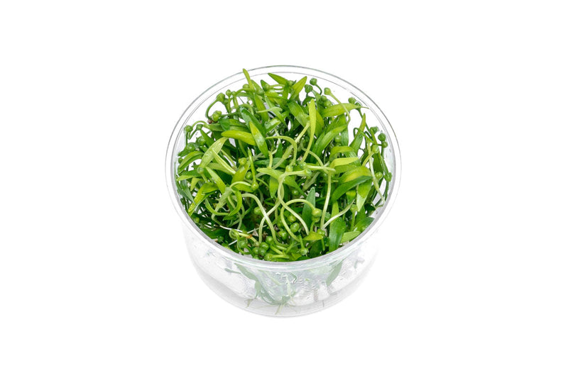 Helanthium Tenellum Broad Leaf UNS Tissue Culture Aquatic Plant - Buce Plant