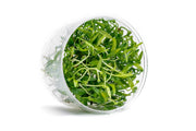 Helanthium Tenellum Broad Leaf UNS Tissue Culture Aquatic Plant - Buce Plant