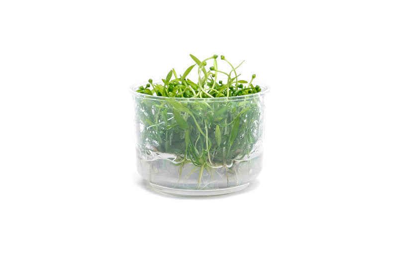 Helanthium Tenellum Broad Leaf UNS Tissue Culture Aquatic Plant - Buce Plant