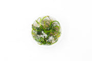 Helanthium Vesuvius aquatic plant tissue culture by Aquatic Farmer, showcasing healthy young Helanthium Vesuvius plant in a clear container.