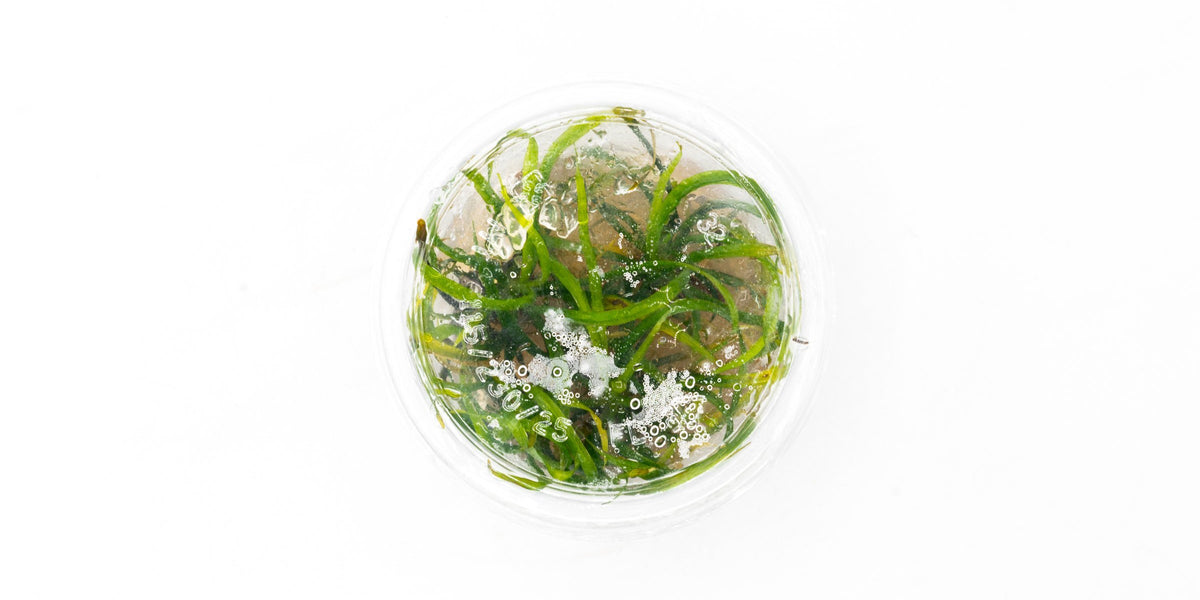 Helanthium Vesuvius Aquatic Farmer Tissue Culture — Buce Plant