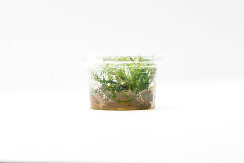 Helanthium Vesuvius aquatic plant tissue culture from Aquatic Farmer, showing healthy rooted plant in clear container.