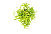Helanthium Vesuvius aquatic plant from CPA with broad green leaves, ideal for freshwater aquariums.
