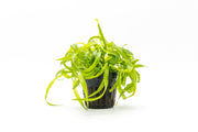 Healthy Helanthium Vesuvius aquatic plant from CPA with vibrant green leaves, ideal for freshwater aquariums.