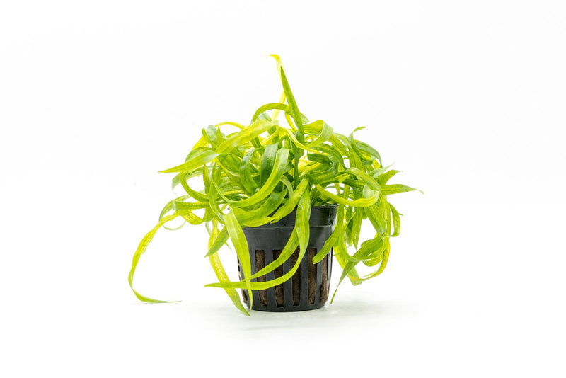 Healthy Helanthium Vesuvius aquatic plant from CPA with vibrant green leaves, ideal for freshwater aquariums.
