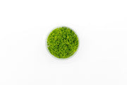 Hemianthus Callitrichoides (Dwarf Baby Tears) Aquatic Farmer Tissue Culture Aquatic Plant - Buce Plant