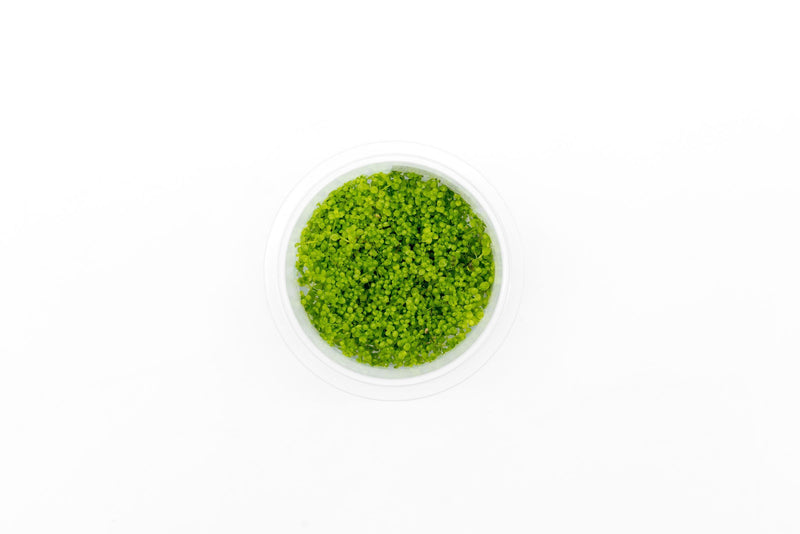 Hemianthus Callitrichoides (Dwarf Baby Tears) Aquatic Farmer Tissue Culture Aquatic Plant - Buce Plant