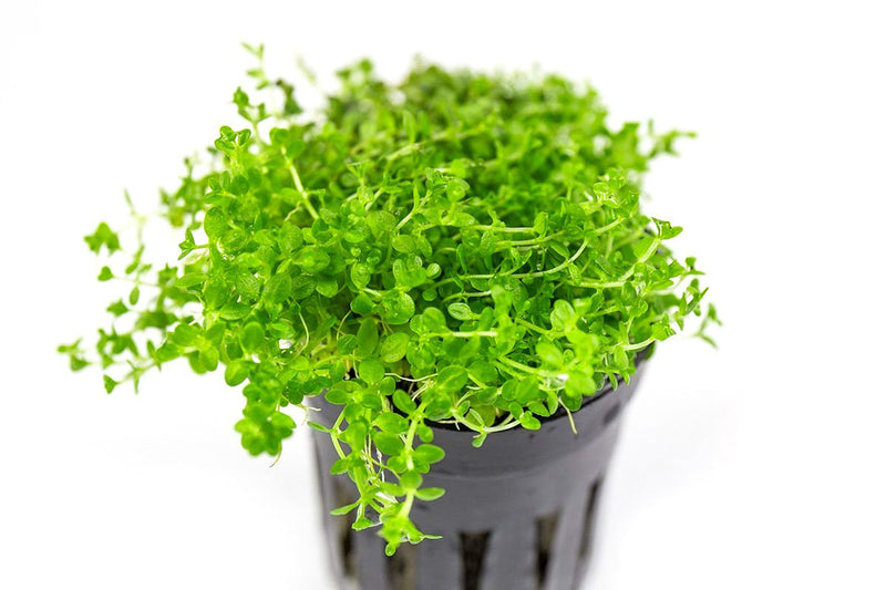 Healthy Hemianthus Callitrichoides 'Cuba' Dwarf Baby Tears aquatic plant from CPA, showing lush, bright green foliage for aquariums.