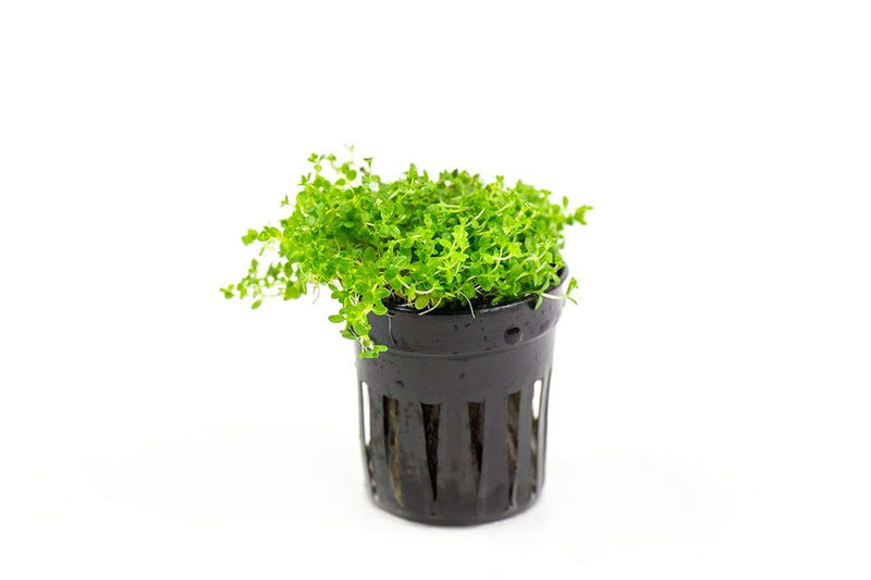 Healthy Hemianthus Callitrichoides 'Cuba' Dwarf Baby Tears aquatic plant by CPA, showcasing vibrant green, dense ground cover for aquariums.