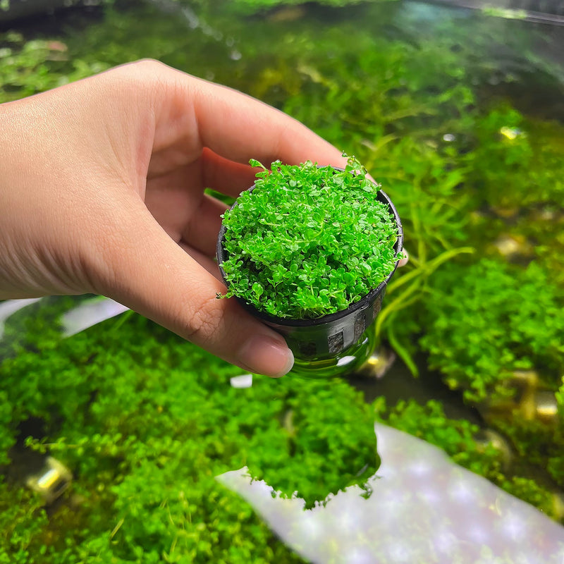Healthy Hemianthus Callitrichoides 'Cuba' aquatic plant, also known as Dwarf Baby Tears, from CPA, showing lush green foliage.