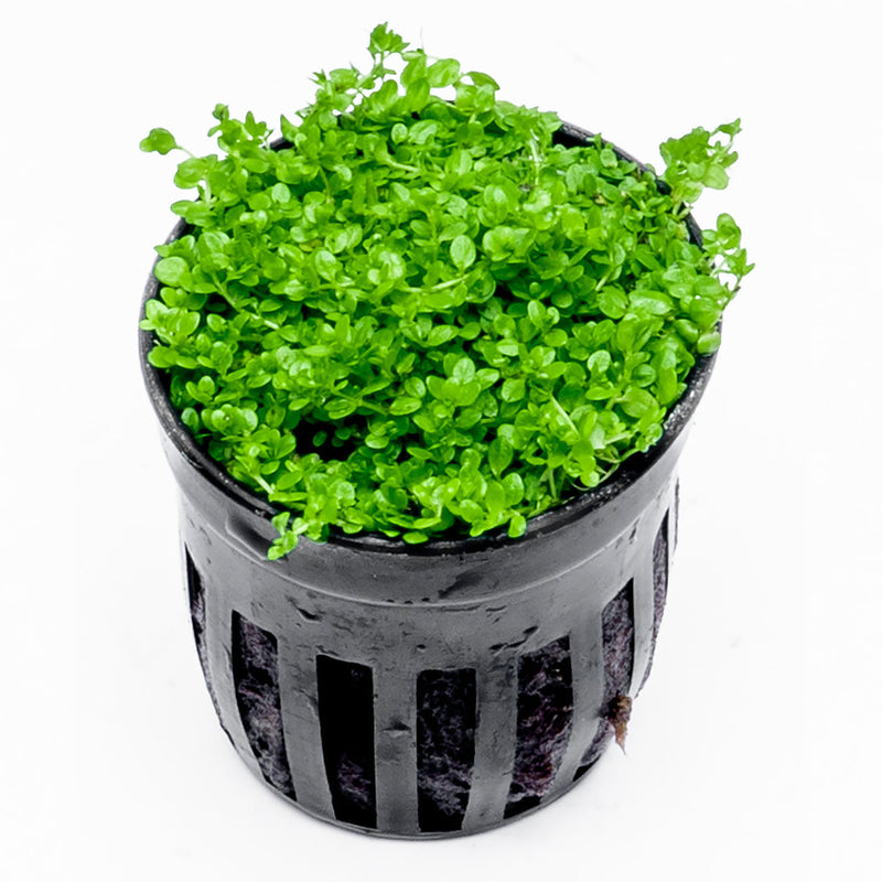 Healthy Hemianthus Callitrichoides 'Cuba' aquatic plant, also known as Dwarf Baby Tears, by CPA, showing lush green foliage.