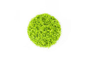 Hemianthus Callitrichoides 'Cuba' UNS Tissue Culture (Dwarf Baby Tears) Aquatic Plant - Buce Plant
