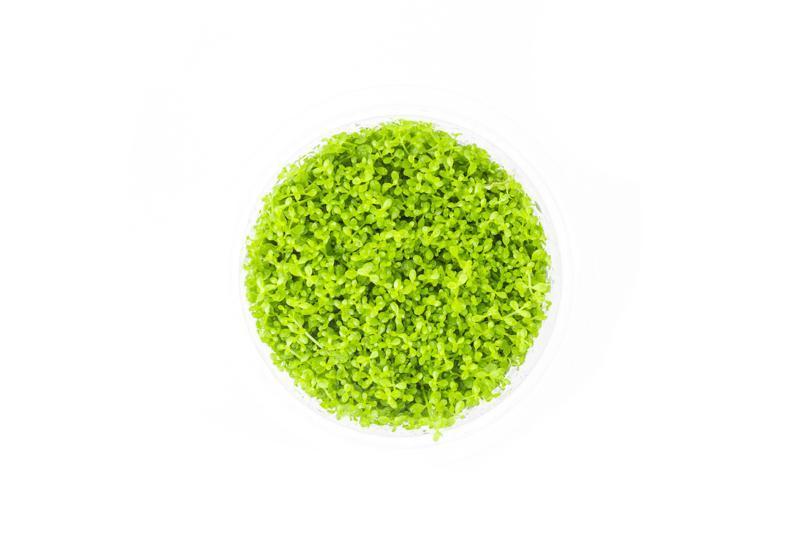 Hemianthus Callitrichoides 'Cuba' UNS Tissue Culture (Dwarf Baby Tears) Aquatic Plant - Buce Plant
