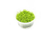 Hemianthus Callitrichoides 'Cuba' UNS Tissue Culture (Dwarf Baby Tears) Aquatic Plant - Buce Plant