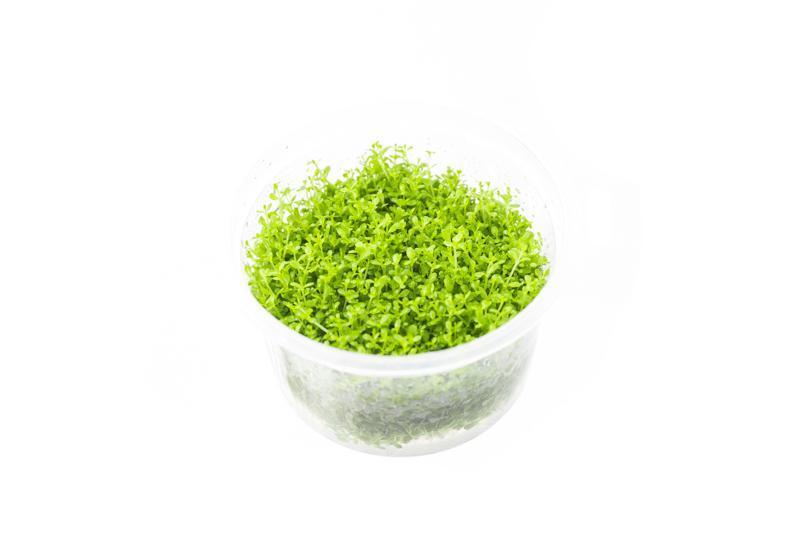 Hemianthus Callitrichoides 'Cuba' UNS Tissue Culture (Dwarf Baby Tears) Aquatic Plant - Buce Plant