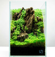 Hemianthus Callitrichoides 'Cuba' UNS Tissue Culture (Dwarf Baby Tears) Aquatic Plant - Buce Plant
