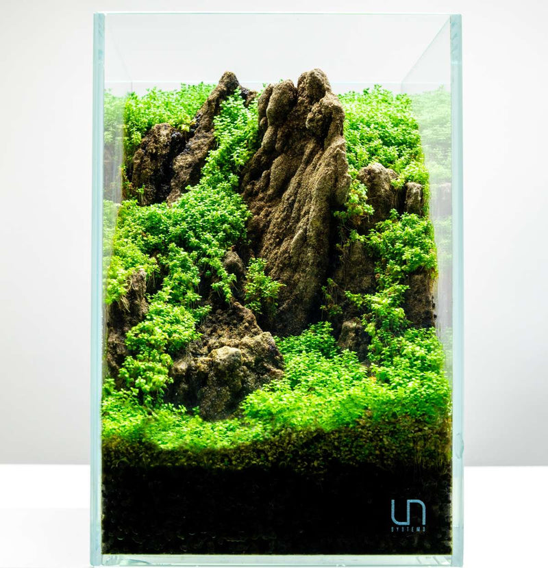 Hemianthus Callitrichoides 'Cuba' UNS Tissue Culture (Dwarf Baby Tears) Aquatic Plant - Buce Plant