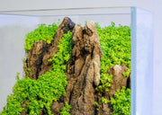 Hemianthus Callitrichoides 'Cuba' UNS Tissue Culture (Dwarf Baby Tears) Aquatic Plant - Buce Plant