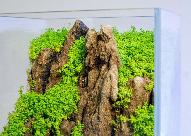 Hemianthus Callitrichoides 'Cuba' UNS Tissue Culture (Dwarf Baby Tears) Aquatic Plant - Buce Plant