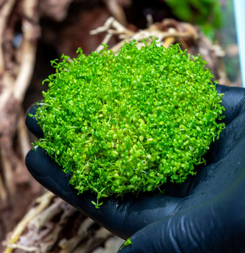 Hemianthus Callitrichoides 'Cuba' UNS Tissue Culture (Dwarf Baby Tears) Aquatic Plant - Buce Plant