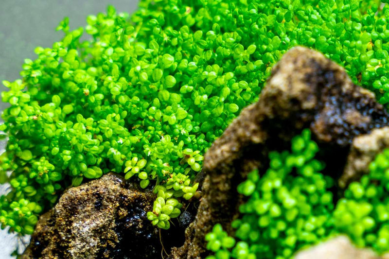 Hemianthus Callitrichoides (Dwarf Baby Tears) Aquatic Farmer Tissue Culture Aquatic Plant - Buce Plant