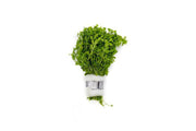 Hemianthus Micranthemoides (Pearl Weed) Aquatic Plant - Buce Plant