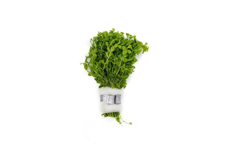 Hemianthus Micranthemoides (Pearl Weed) Aquatic Plant - Buce Plant