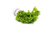 Hemianthus Micranthemoides (Pearl Weed) Aquatic Plant - Buce Plant