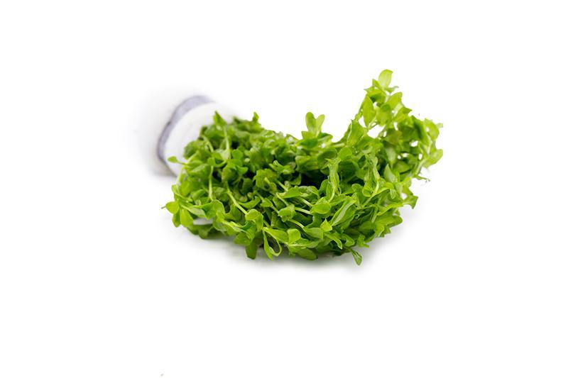Hemianthus Micranthemoides (Pearl Weed) Aquatic Plant - Buce Plant