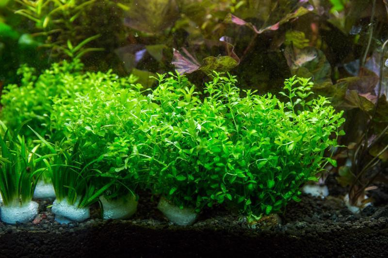 Hemianthus Micranthemoides (Pearl Weed) Aquatic Plant - Buce Plant