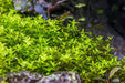 Hemianthus Micranthemoides (Pearl Weed)