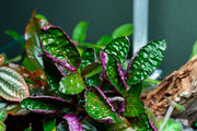 Hemigraphis Colorata / Purple Waffle Terrarium Plant - Buce Plant