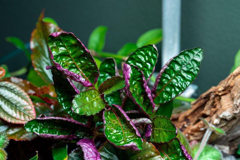 Hemigraphis Colorata / Purple Waffle Terrarium Plant - Buce Plant