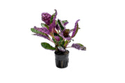 Hemigraphis Colorata / Purple Waffle Terrarium Plant - Buce Plant