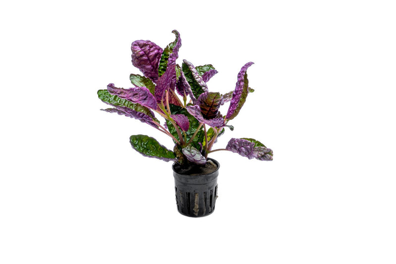Hemigraphis Colorata / Purple Waffle Terrarium Plant - Buce Plant
