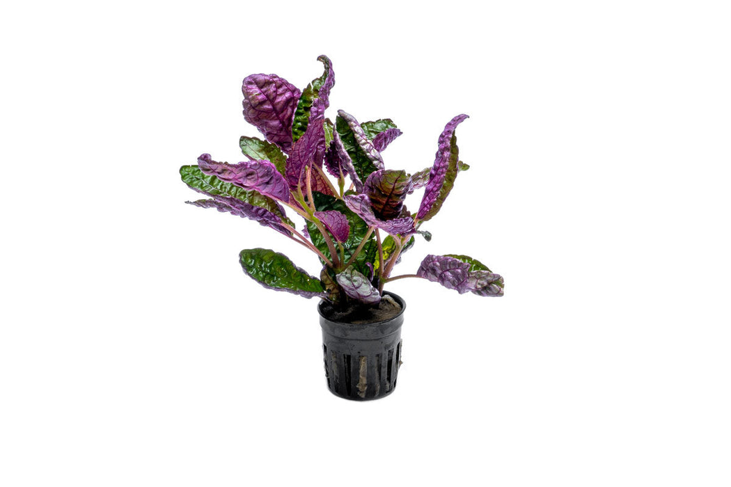 purple waffle house plant Hemigraphis Colorata / Purple Waffle