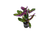 Hemigraphis Colorata / Purple Waffle Terrarium Plant - Buce Plant