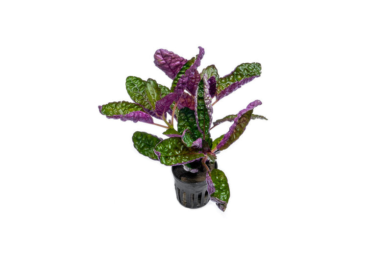 Hemigraphis Colorata / Purple Waffle Terrarium Plant - Buce Plant