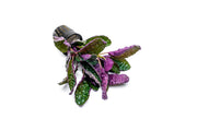 Hemigraphis Colorata / Purple Waffle Terrarium Plant - Buce Plant