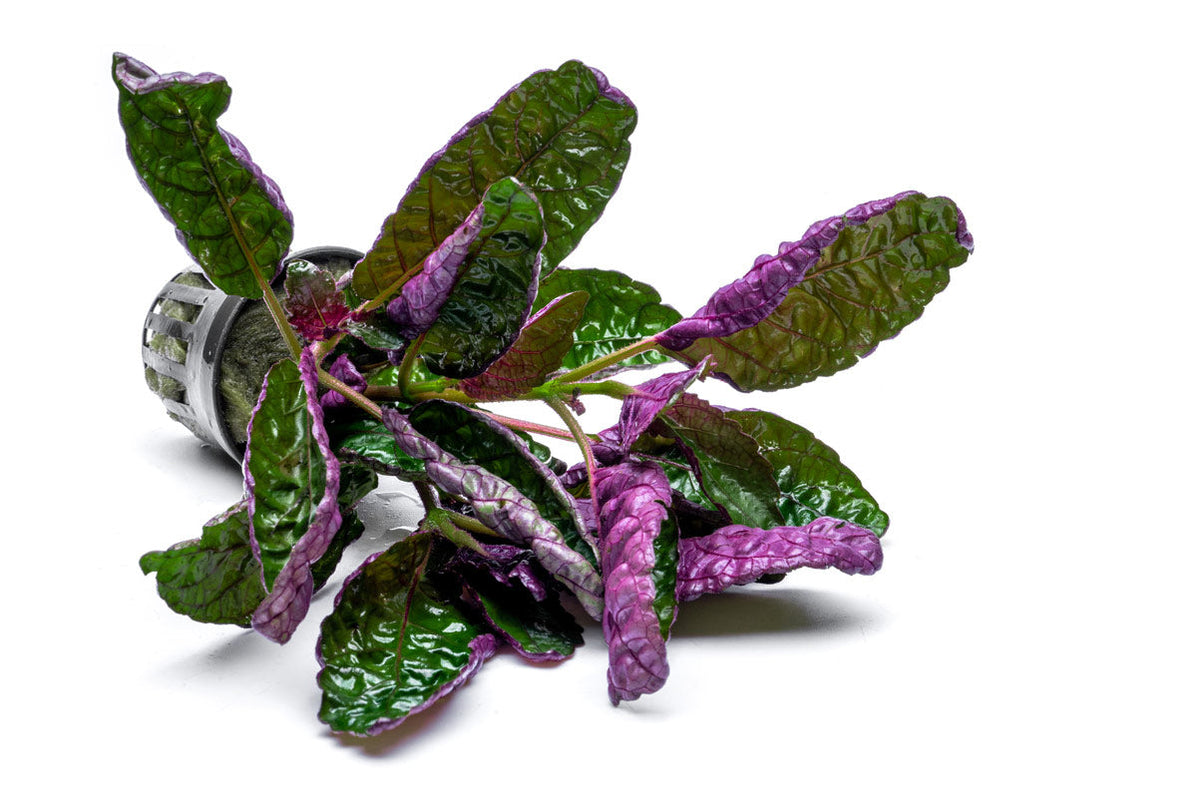 Hemigraphis Colorata / Purple Waffle — Buce Plant