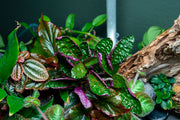 Hemigraphis Colorata / Purple Waffle Terrarium Plant - Buce Plant